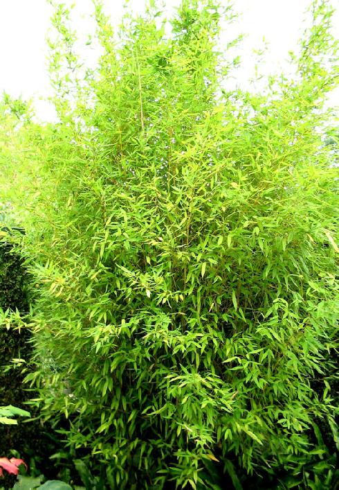 Bambus Auriu - Bambus Aurea